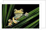 Hypsiboas heilprini (Los Bracitos treefrog) by Anonymous