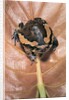 Kaloula pulchra (banded bullfrog) by Anonymous