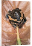 Kaloula pulchra (banded bullfrog) by Anonymous