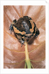 Kaloula pulchra (banded bullfrog) by Anonymous