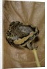 Kaloula pulchra (banded bullfrog) by Anonymous