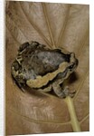 Kaloula pulchra (banded bullfrog) by Anonymous
