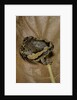 Kaloula pulchra (banded bullfrog) by Anonymous