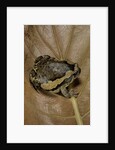 Kaloula pulchra (banded bullfrog) by Anonymous