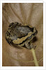 Kaloula pulchra (banded bullfrog) by Anonymous