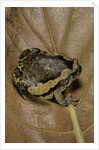 Kaloula pulchra (banded bullfrog) by Anonymous