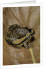 Kaloula pulchra (banded bullfrog) by Anonymous