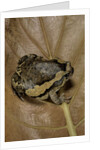 Kaloula pulchra (banded bullfrog) by Anonymous