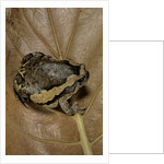 Kaloula pulchra (banded bullfrog) by Anonymous