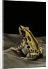 Kassina senegalensis (Senegal running frog) by Anonymous