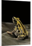 Kassina senegalensis (Senegal running frog) by Anonymous