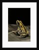 Kassina senegalensis (Senegal running frog) by Anonymous
