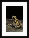 Kassina senegalensis (Senegal running frog) by Anonymous