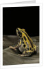 Kassina senegalensis (Senegal running frog) by Anonymous