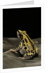 Kassina senegalensis (Senegal running frog) by Anonymous