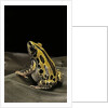 Kassina senegalensis (Senegal running frog) by Anonymous