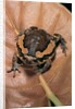 Kaloula pulchra (banded bullfrog) by Anonymous
