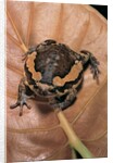 Kaloula pulchra (banded bullfrog) by Anonymous