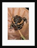 Kaloula pulchra (banded bullfrog) by Anonymous