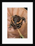 Kaloula pulchra (banded bullfrog) by Anonymous