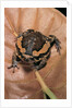 Kaloula pulchra (banded bullfrog) by Anonymous