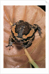 Kaloula pulchra (banded bullfrog) by Anonymous