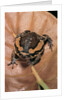 Kaloula pulchra (banded bullfrog) by Anonymous