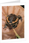 Kaloula pulchra (banded bullfrog) by Anonymous
