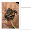Kaloula pulchra (banded bullfrog) by Anonymous