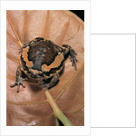 Kaloula pulchra (banded bullfrog) by Anonymous