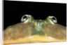 Lepidobatrachus laevis (budgett's frog, escuerzo de agua) by Anonymous