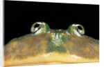 Lepidobatrachus laevis (budgett's frog, escuerzo de agua) by Anonymous