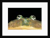 Lepidobatrachus laevis (budgett's frog, escuerzo de agua) by Anonymous