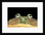 Lepidobatrachus laevis (budgett's frog, escuerzo de agua) by Anonymous