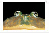 Lepidobatrachus laevis (budgett's frog, escuerzo de agua) by Anonymous