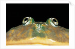 Lepidobatrachus laevis (budgett's frog, escuerzo de agua) by Anonymous