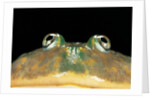 Lepidobatrachus laevis (budgett's frog, escuerzo de agua) by Anonymous