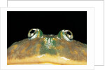Lepidobatrachus laevis (budgett's frog, escuerzo de agua) by Anonymous