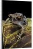 Leptobrachium hasseltii (Hasselt's toad, Tschudi's frog) by Anonymous