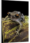 Leptobrachium hasseltii (Hasselt's toad, Tschudi's frog) by Anonymous