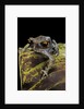 Leptobrachium hasseltii (Hasselt's toad, Tschudi's frog) by Anonymous