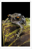 Leptobrachium hasseltii (Hasselt's toad, Tschudi's frog) by Anonymous