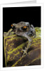 Leptobrachium hasseltii (Hasselt's toad, Tschudi's frog) by Anonymous