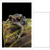 Leptobrachium hasseltii (Hasselt's toad, Tschudi's frog) by Anonymous