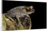 Leptobrachium hasseltii (Hasselt's toad, Tschudi's frog) by Anonymous