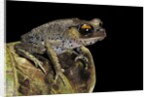 Leptobrachium hasseltii (Hasselt's toad, Tschudi's frog) by Anonymous
