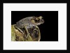 Leptobrachium hasseltii (Hasselt's toad, Tschudi's frog) by Anonymous