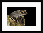 Leptobrachium hasseltii (Hasselt's toad, Tschudi's frog) by Anonymous