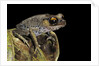 Leptobrachium hasseltii (Hasselt's toad, Tschudi's frog) by Anonymous