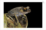 Leptobrachium hasseltii (Hasselt's toad, Tschudi's frog) by Anonymous